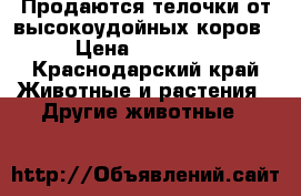 Продаются телочки от высокоудойных коров › Цена ­ 10 000 - Краснодарский край Животные и растения » Другие животные   